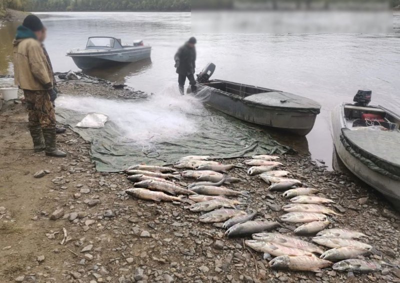 В Хабаровском крае завершено дело банды браконьеров Пресс-служба УМВД России по Хабаровскому краю